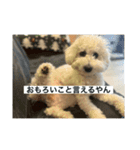 ぶらんちゃんすたんぷ（個別スタンプ：17）