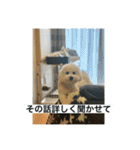 ぶらんちゃんすたんぷ（個別スタンプ：19）