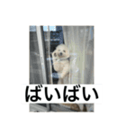 ぶらんちゃんすたんぷ（個別スタンプ：22）