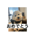 ぶらんちゃんすたんぷ（個別スタンプ：23）