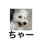 ぶらんちゃんすたんぷ（個別スタンプ：25）