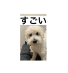 ぶらんちゃんすたんぷ（個別スタンプ：27）