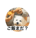 ぶらんちゃんすたんぷ（個別スタンプ：29）