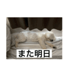 ぶらんちゃんすたんぷ（個別スタンプ：30）