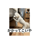 ぶらんちゃんすたんぷ（個別スタンプ：31）