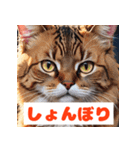 かわいい猫のいろんな表情スタンプ（個別スタンプ：3）