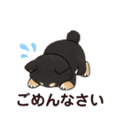 yukieのスタンプまめ柴ちゃん①（個別スタンプ：13）