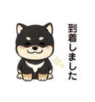yukieのスタンプまめ柴ちゃん①（個別スタンプ：20）