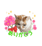 ポポ‎♡福♡あずあず.⋆⟡スタンプ（個別スタンプ：8）