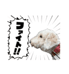 ポポ‎♡福♡あずあず.⋆⟡スタンプ（個別スタンプ：23）