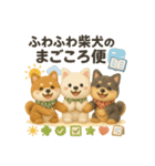 ふわふわ柴犬のまごころ便（個別スタンプ：40）