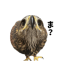 ハリスホークのういろうくん（個別スタンプ：3）