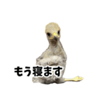 ハリスホークのういろうくん（個別スタンプ：6）