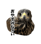 ハリスホークのういろうくん（個別スタンプ：7）