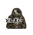 ハリスホークのういろうくん（個別スタンプ：11）