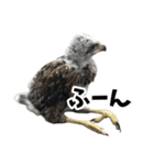 ハリスホークのういろうくん（個別スタンプ：16）