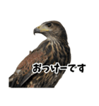 ハリスホークのういろうくん（個別スタンプ：18）