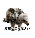 ハリスホークのういろうくん（個別スタンプ：20）