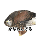 ハリスホークのういろうくん（個別スタンプ：21）