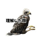 ハリスホークのういろうくん（個別スタンプ：22）