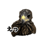 ハリスホークのういろうくん（個別スタンプ：25）