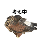 ハリスホークのういろうくん（個別スタンプ：28）