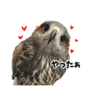 ハリスホークのういろうくん（個別スタンプ：31）