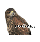 ハリスホークのういろうくん（個別スタンプ：32）