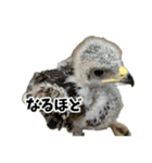 ハリスホークのういろうくん（個別スタンプ：33）