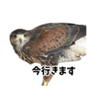 ハリスホークのういろうくん（個別スタンプ：34）