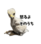 ハリスホークのういろうくん（個別スタンプ：35）