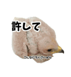 ハリスホークのういろうくん（個別スタンプ：36）