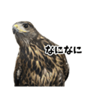 ハリスホークのういろうくん（個別スタンプ：38）