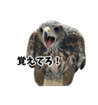 ハリスホークのういろうくん（個別スタンプ：39）