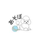 トイプードル（ホワイト、クリーム）（個別スタンプ：9）