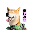 柴犬ぽんたスタンプ（個別スタンプ：3）