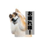 柴犬ぽんたスタンプ（個別スタンプ：4）