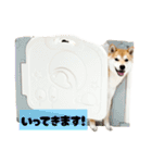 柴犬ぽんたスタンプ（個別スタンプ：5）
