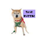 柴犬ぽんたスタンプ（個別スタンプ：8）