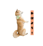 柴犬ぽんたスタンプ（個別スタンプ：10）