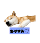 柴犬ぽんたスタンプ（個別スタンプ：11）