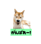 柴犬ぽんたスタンプ（個別スタンプ：14）