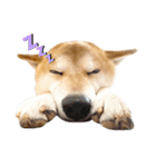 柴犬ぽんたスタンプ（個別スタンプ：15）