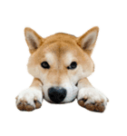 柴犬ぽんたスタンプ（個別スタンプ：16）