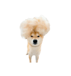 柴犬ぽんたスタンプ（個別スタンプ：17）