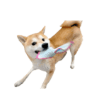 柴犬ぽんたスタンプ（個別スタンプ：18）