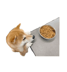 柴犬ぽんたスタンプ（個別スタンプ：20）