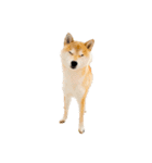 柴犬ぽんたスタンプ（個別スタンプ：24）