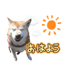 柴犬さくちゃんの日常2（個別スタンプ：1）