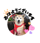 柴犬さくちゃんの日常2（個別スタンプ：2）